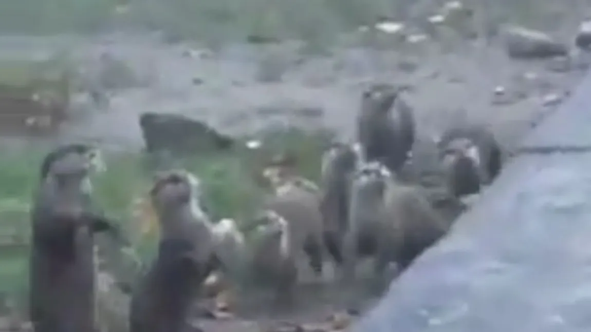 Opt vidre săltăreţe fac spectacol într-o grădină zoologică VIDEO