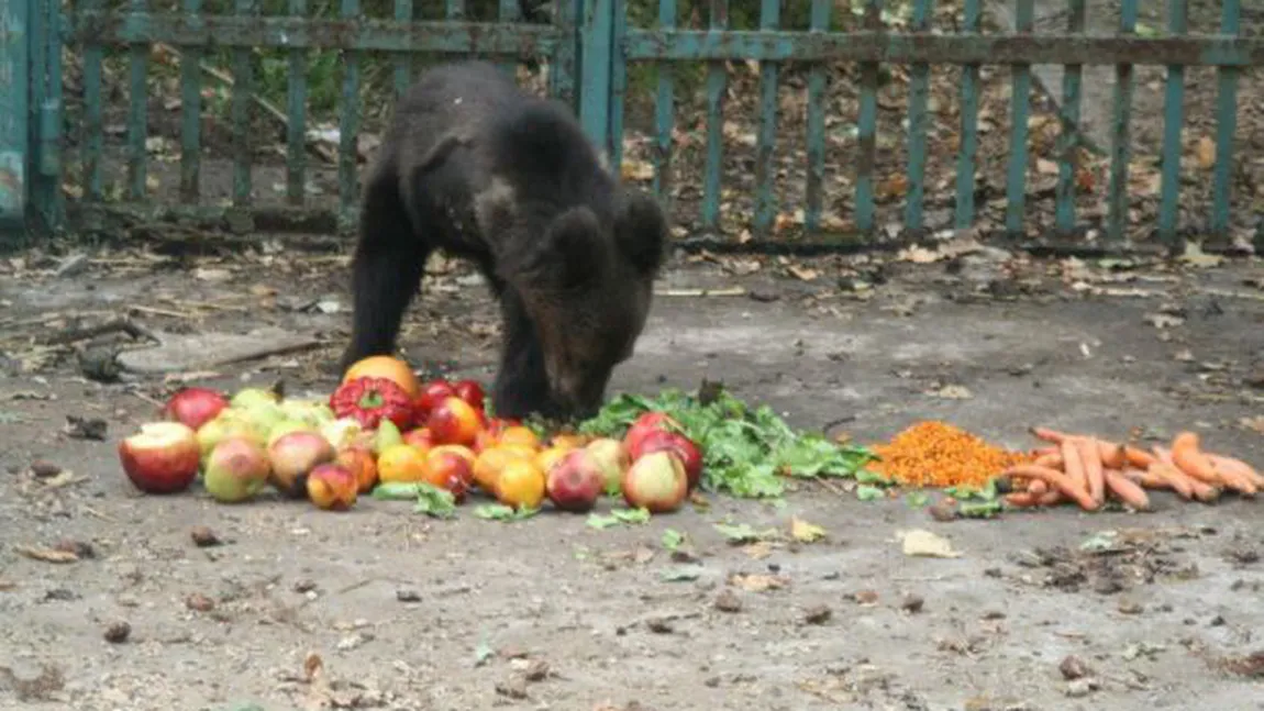 Lecţie de viaţă de la un ursuleţ cu trei picioare FOTO-VIDEO