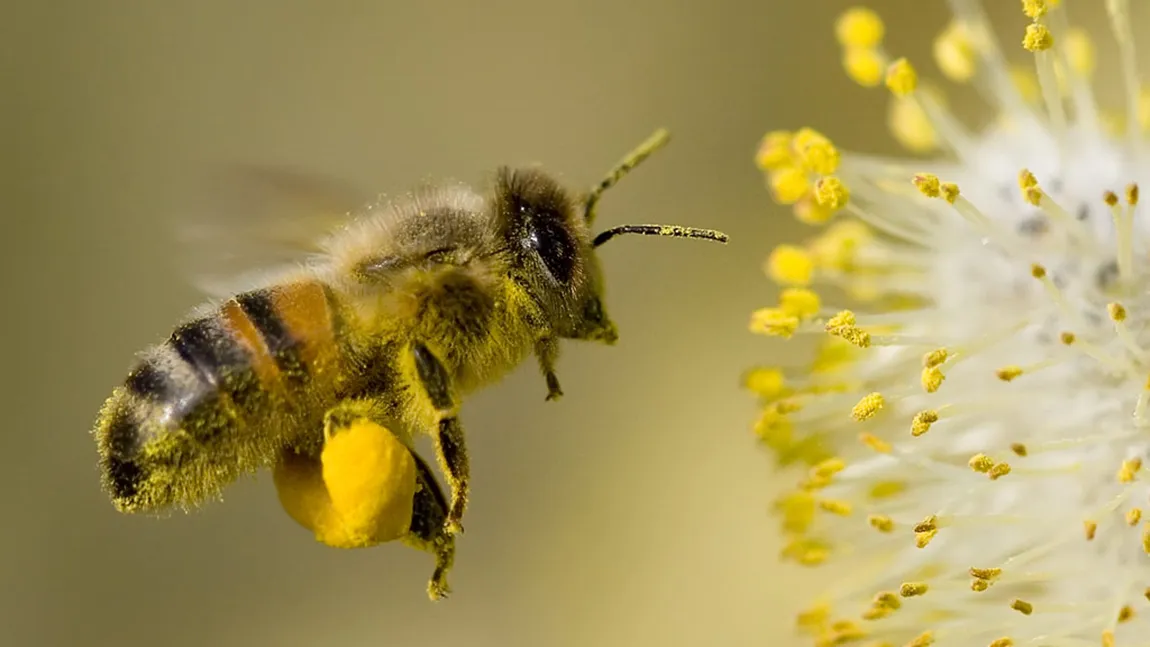 Un avion a decolat cu întârziere după ce o pasageră a fost înţepată de o albină