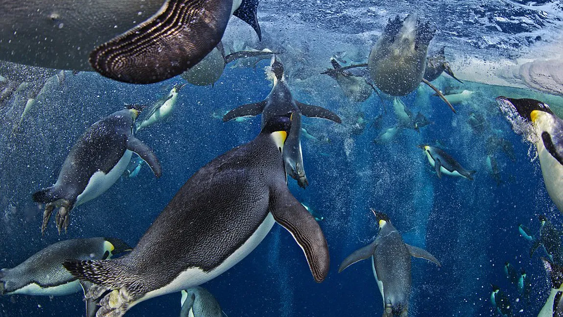 Fotografia anului: Pinguinii care înoată sub gheaţa din Antarctica FOTO