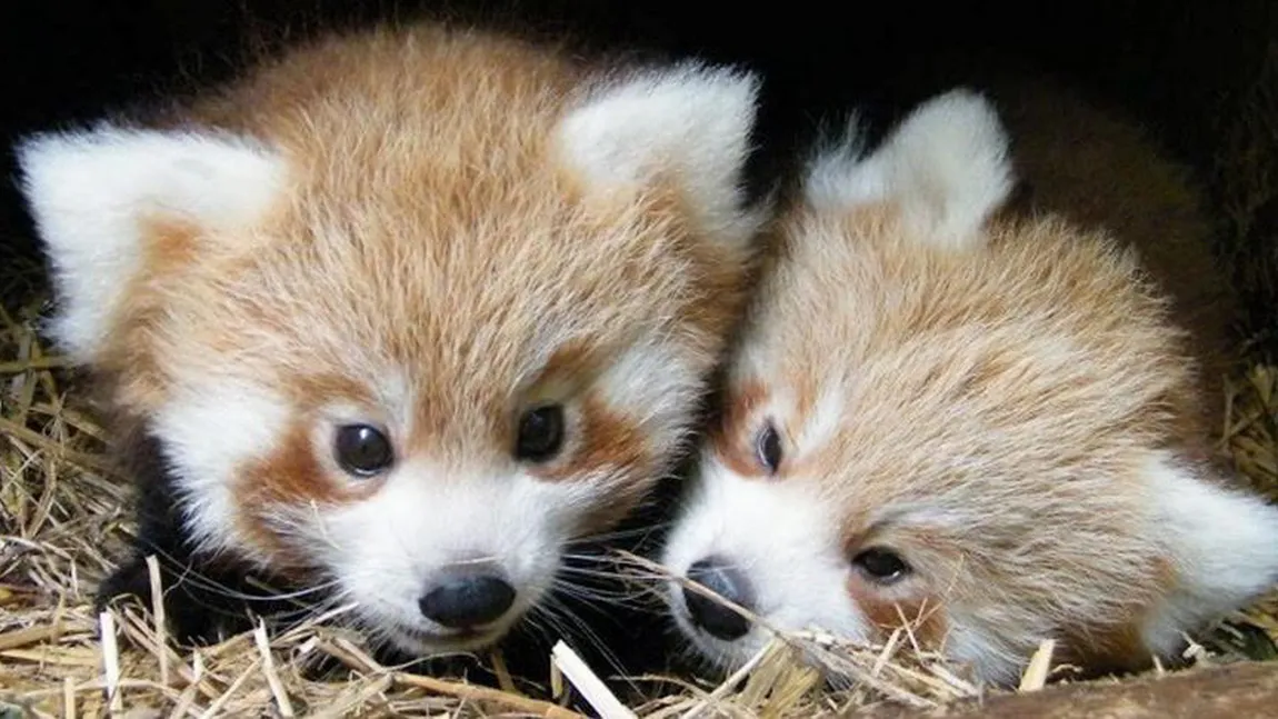 Adorabili: Doi pui de panda roşu şi-au făcut apariţia la un zoo britanic FOTO