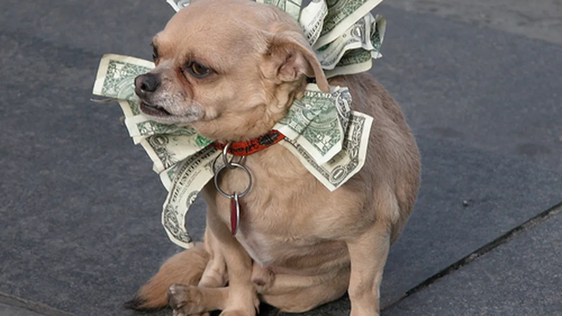 CEL MAI BOGAT ANIMAL: O bătrână milionară în euro şi-a lăsat TOATĂ averea câinelui