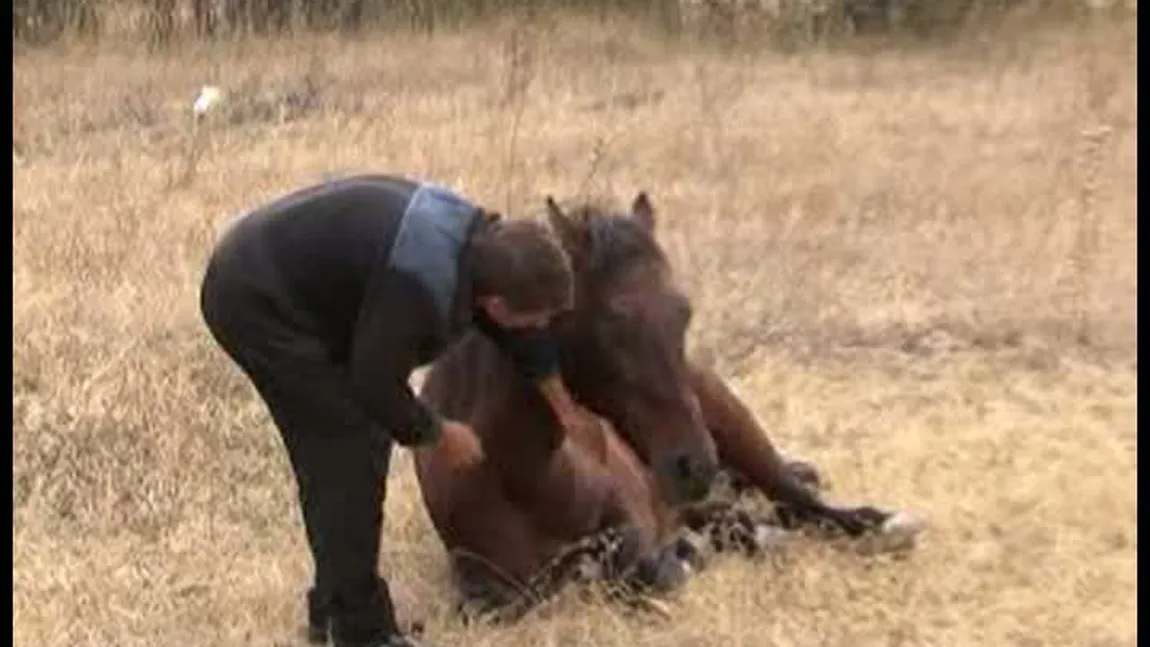 ŞOCANT: A tăiat cu toporul picioarele unui cal, pentru că ar fi păscut pe terenul lui VIDEO