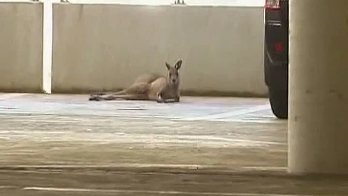 Oaspete surpriză în parcarea aeroportului din Melbourne: Un cangur! VIDEO