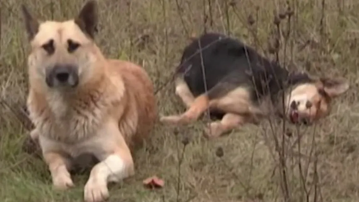 Devotament de câine: Sfâşiat de durere, îşi veghează zile în şir prietena ucisă de maşină VIDEO