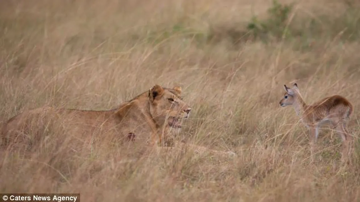 O leoaică a adoptat un pui de antilopă, după ce i-a servit mama la cină GALERIE FOTO