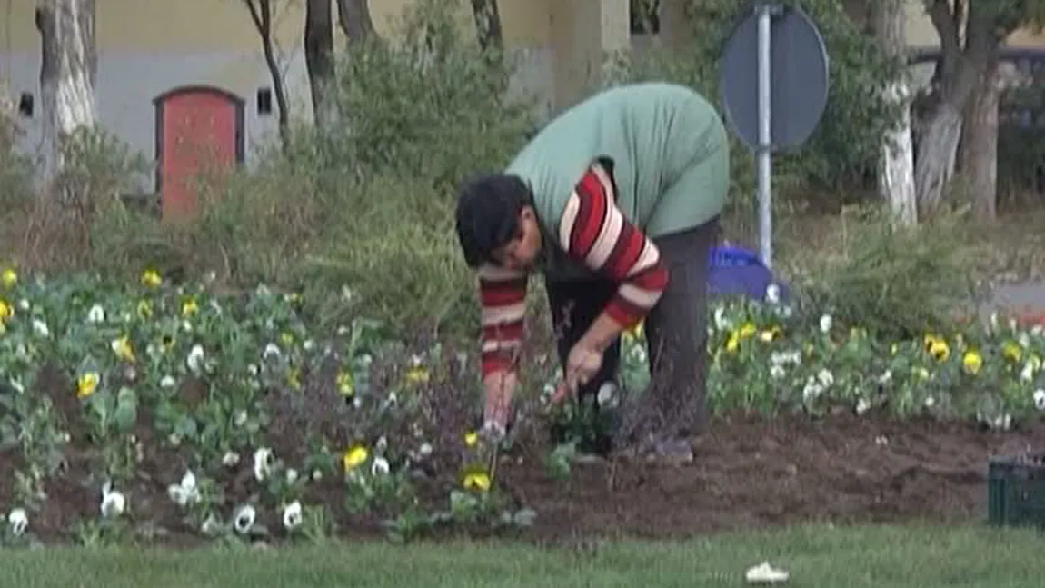 Afacere de zeci de mii de lei: Panseluţe, plantate în prag de iarnă la Sibiu VIDEO