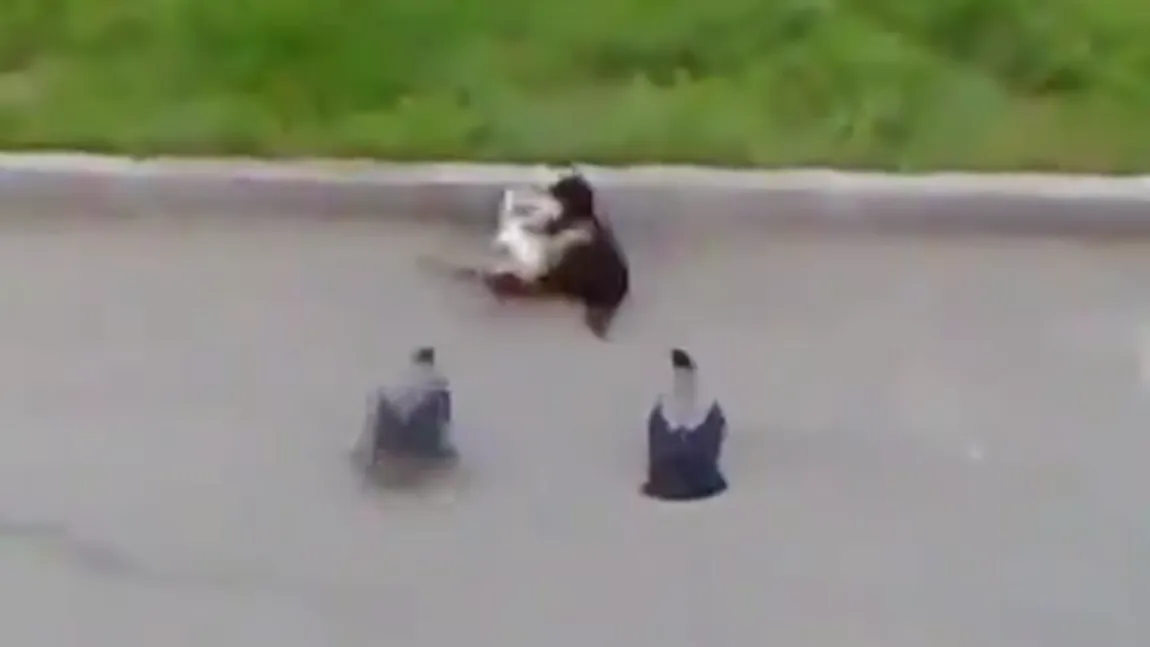 Două păsări savurează bătaia între pisici VIDEO