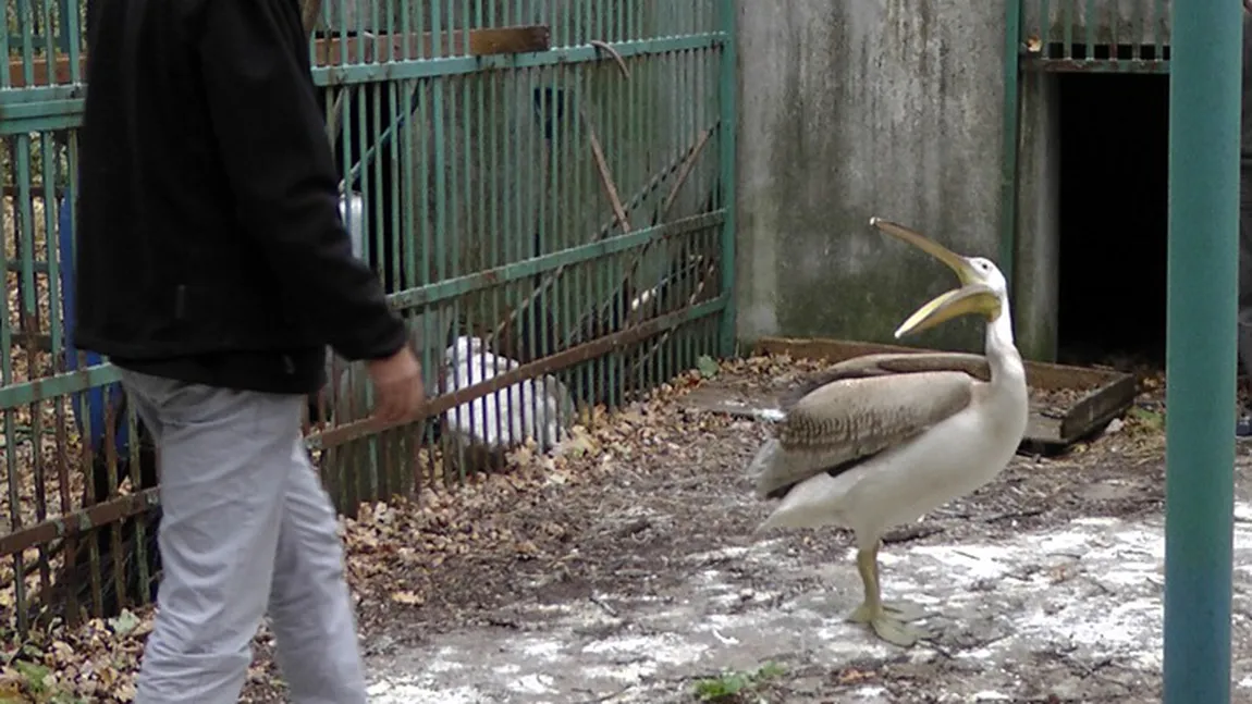 Pacient mai puţin obişnuit: Un pelican rănit a fost adus la radiografie VIDEO
