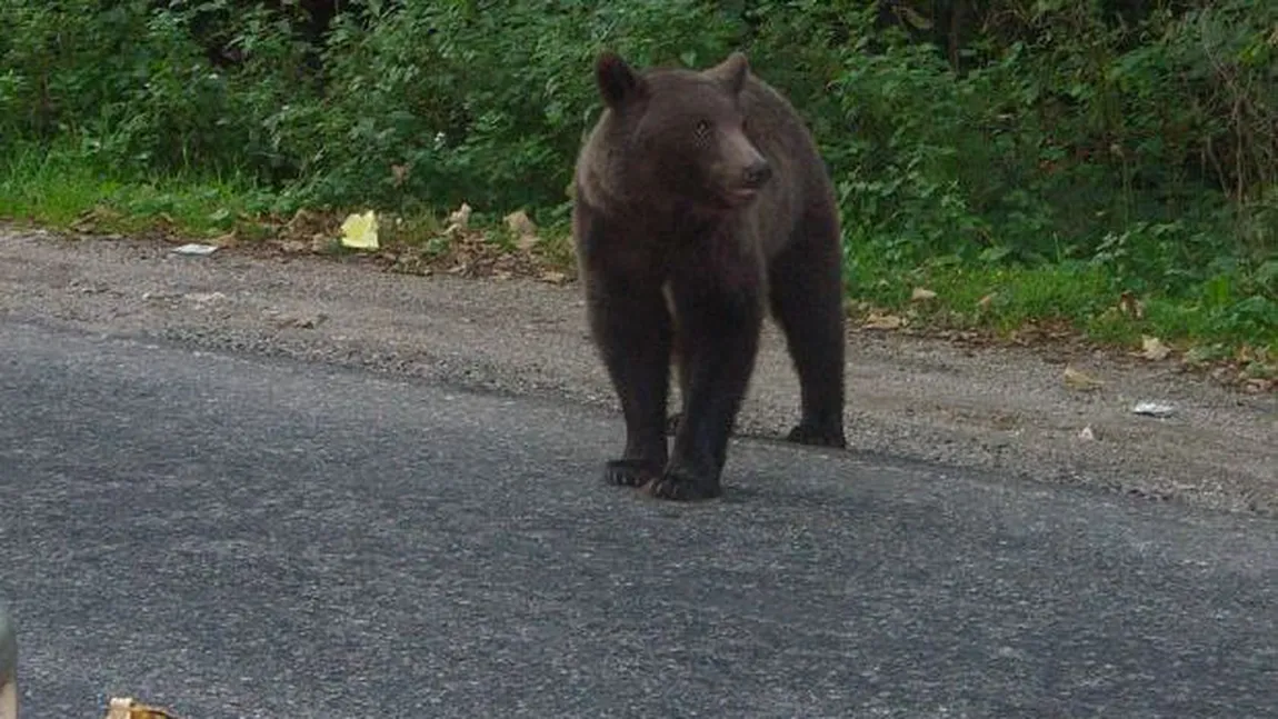 Bărbat, atacat de urs în Harghita. Victima este în stare gravă