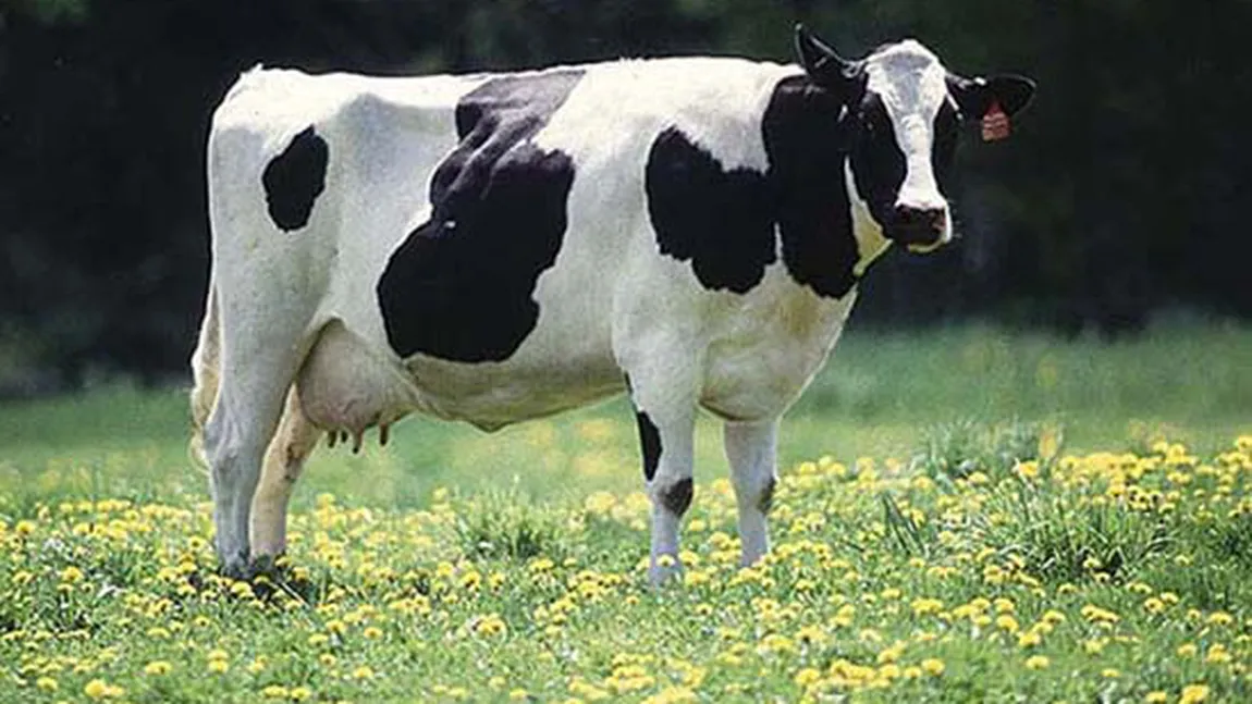 Fermierii din Statele Unite hrănesc vacile cu dulciuri, din cauza preţului record la porumb VIDEO