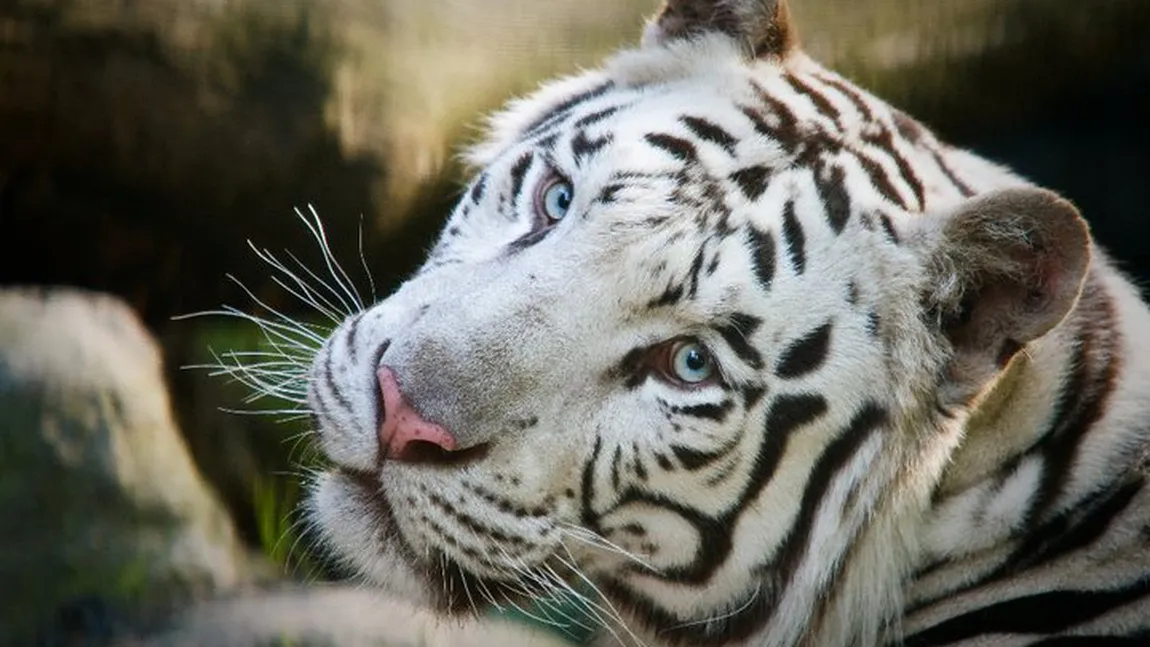 Un tigru alb a rănit trei persoane, după ce a scăpat din cuşcă într-o grădină zoologică cehă