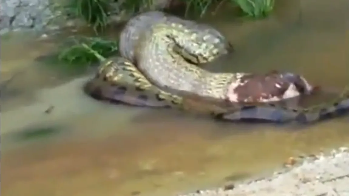 Video şocant: Un anaconda regurgitează un animal de mari dimensiuni