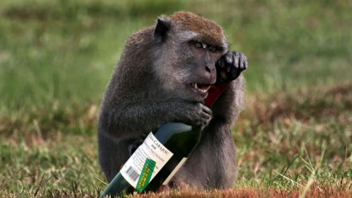 Maimuţa beată: O primată dă pe gât o sticlă întreagă de vin FOTO