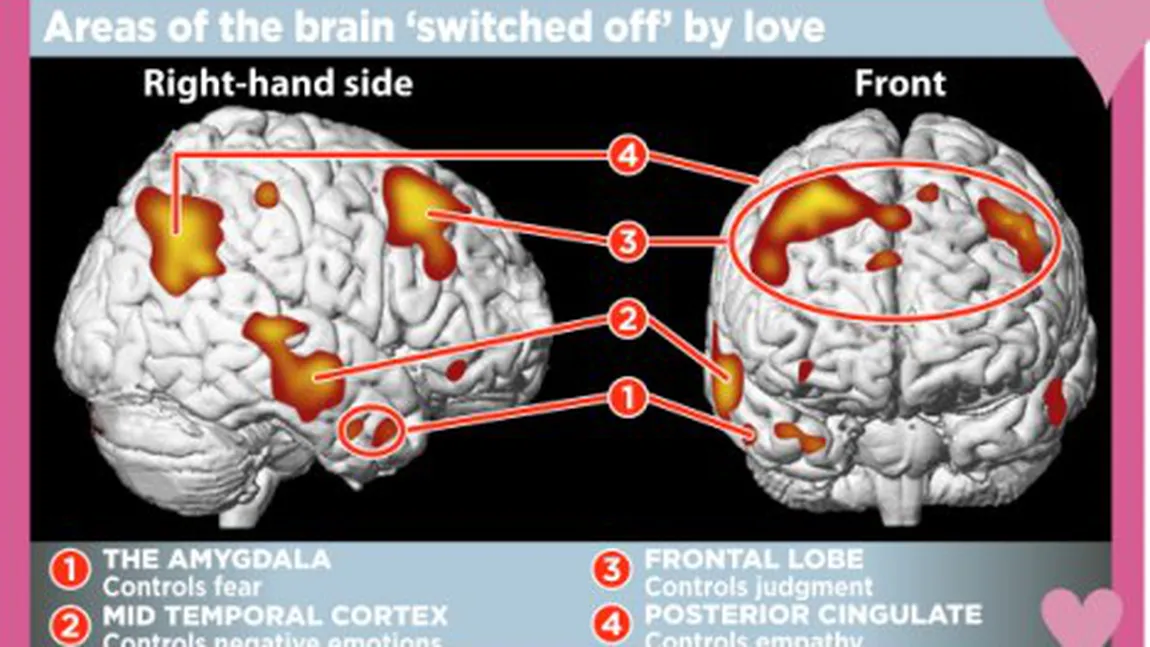 Ce se întâmplă în creier atunci când te îndrăgosteşti