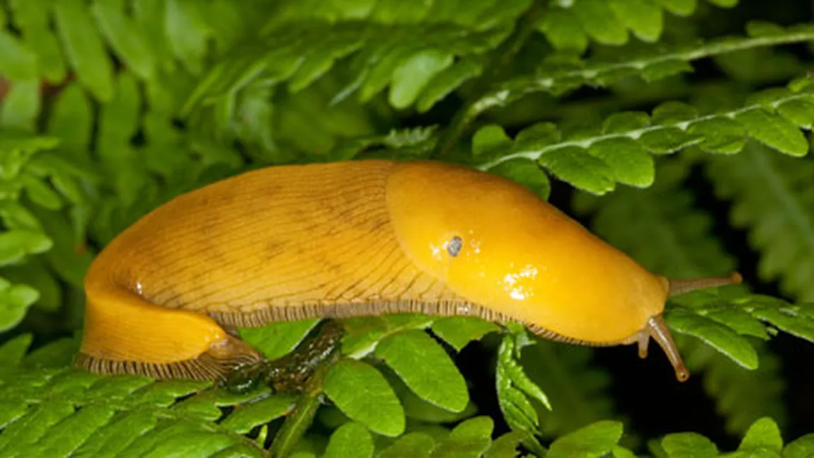 Melcul banană, animalul cu cel mai mare penis din lume: Organul sexual este mare cât corpul