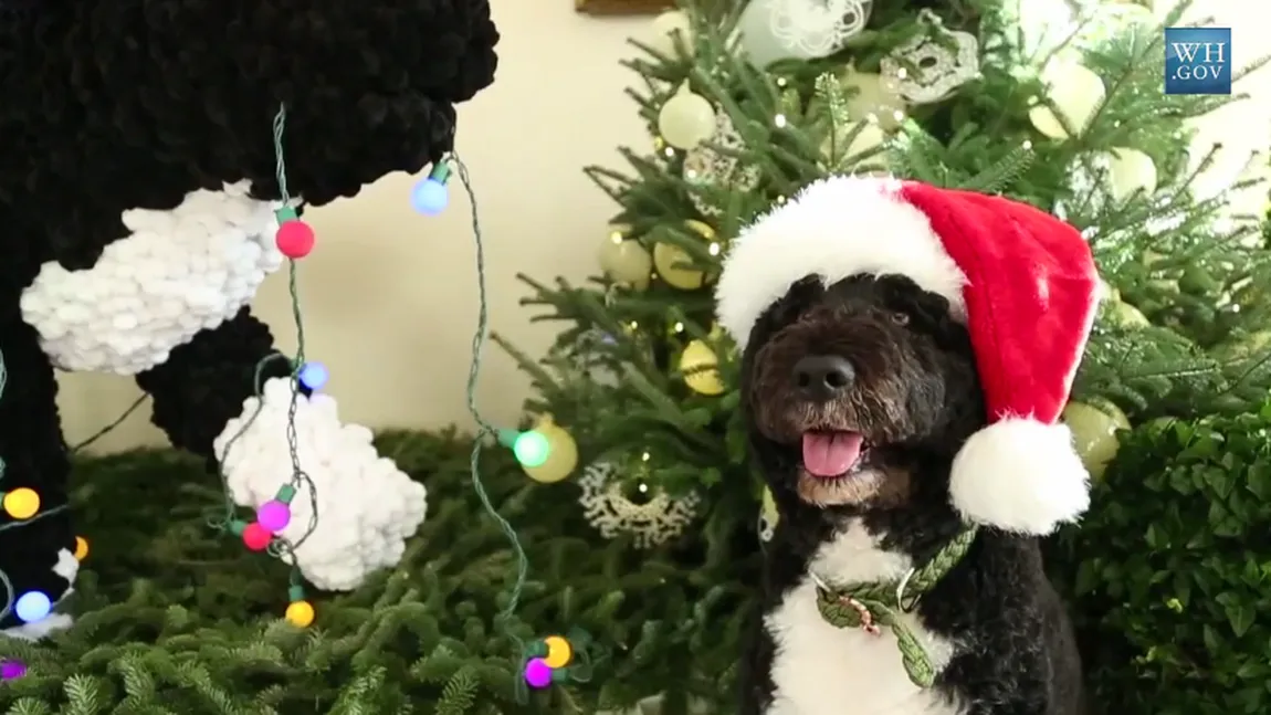 Bo, câinele lui Obama, inspectează decoraţiunile de Crăciun de la Casa Albă VIDEO