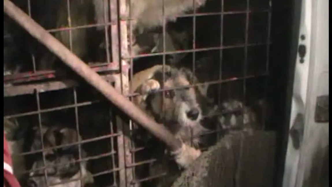 ŞOCANT Câini comunitari asfixiaţi într-o dubiţă care-i transporta de la Botoşani la Constanţa