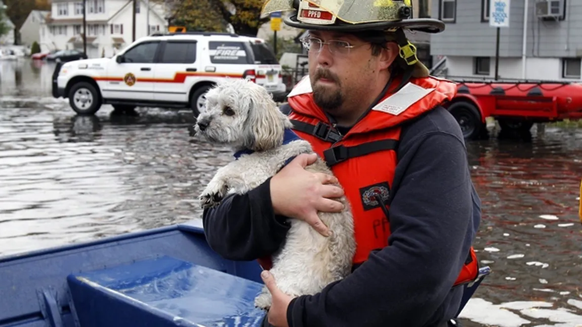 Dezastrul din urma uraganului Sandy: Americanii îşi caută disperaţi animalele de companie FOTO