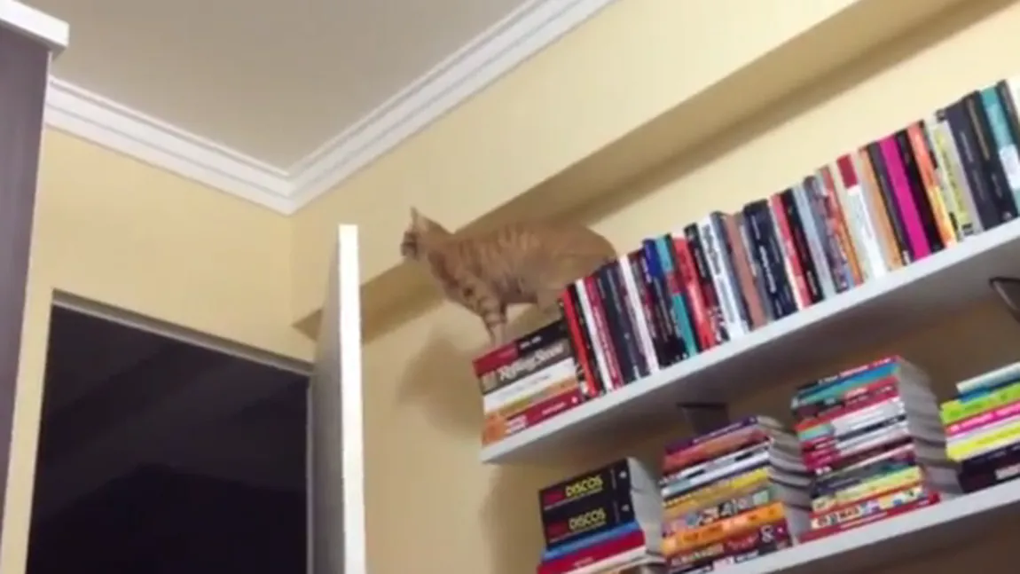 O pisică stupidă: Ce i se întâmplă când vrea să sară pe uşă VIDEO