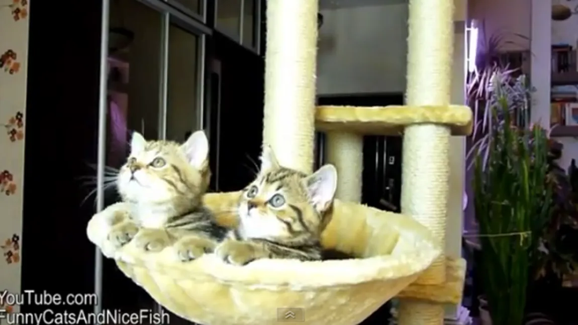 CONCENTRARE MAXIMĂ: Două pisici, hipnotizate de un meci de tenis feminin VIDEO