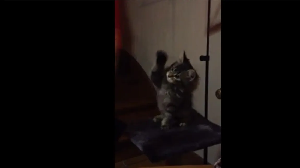Cum se joacă cea mai drăgălaşă pisicuţă cu stăpâna sa VIDEO