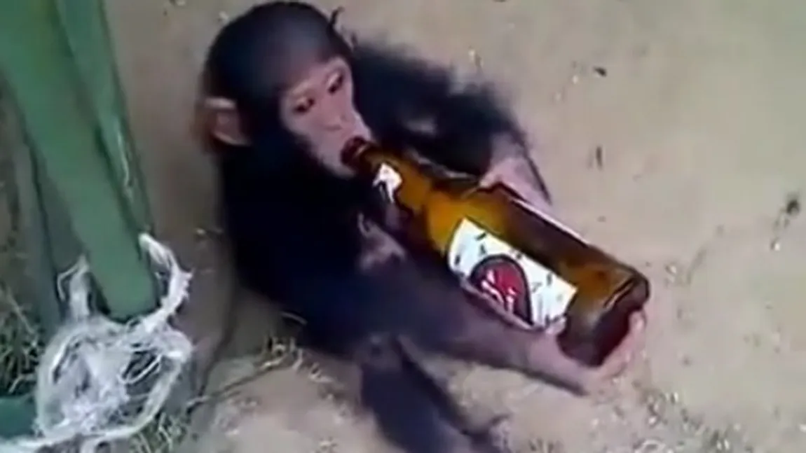 Urât mai fac unii la băutură. Reacţia unui pui de cimpanzeu când i se ia sticla de la gură VIDEO