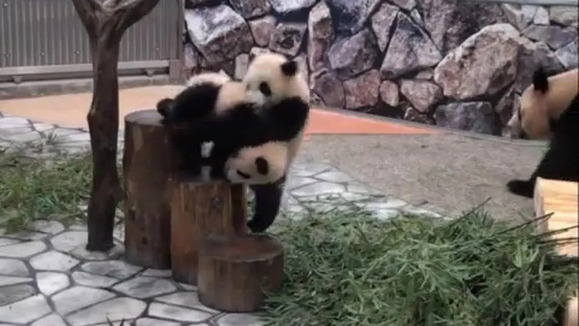 Asta da perseverenţă! Doi ursuleţi panda care iau căzătură după căzătură VIDEO