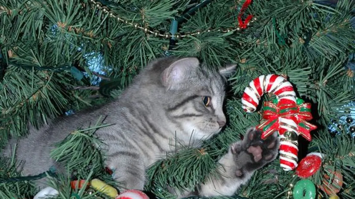 Pisicile adoră Crăciunul! Cele mai haioase poze cu feline GALERIE FOTO