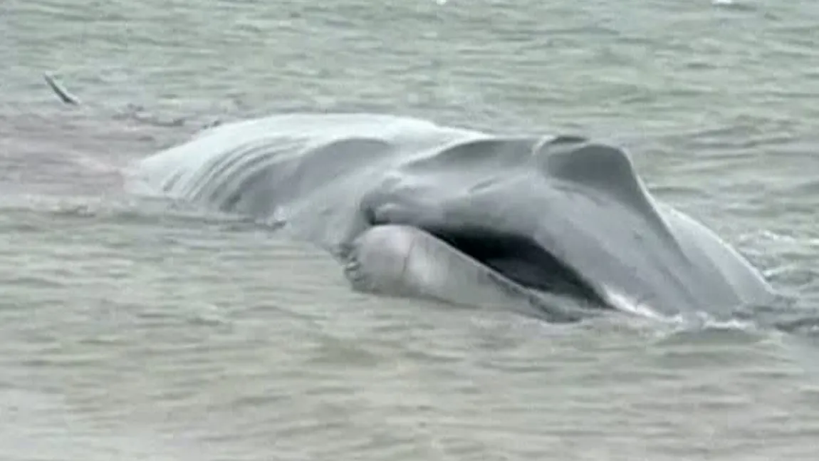 O balenă de 18 metri lungime a eşuat pe o plajă din New York VIDEO