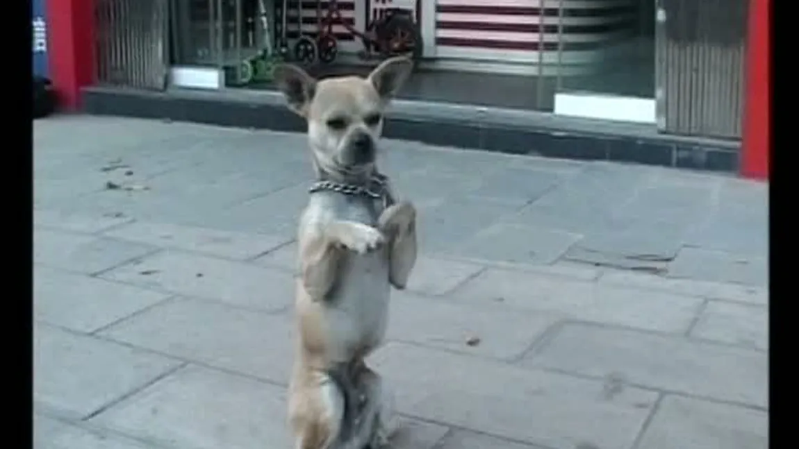 Duoduo, cel mai faimos căţel din China. Vezi ce acrobaţii ştie să facă VIDEO