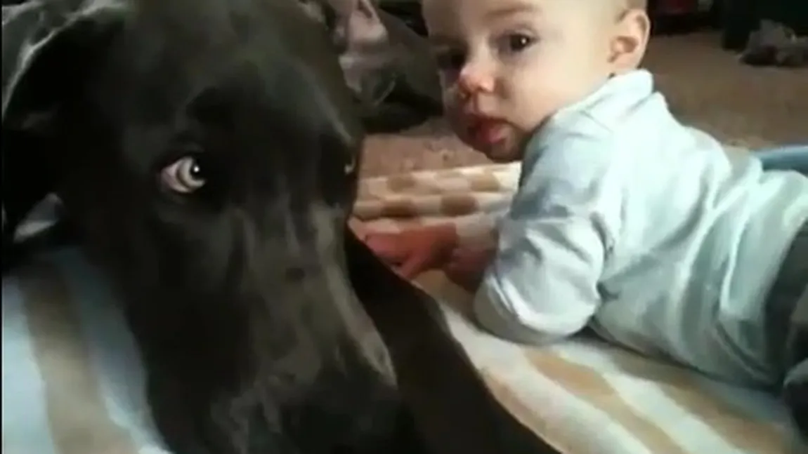 VIRAL PE YouTube: Cum îşi arată un câine afecţiunea faţă de un copil VIDEO