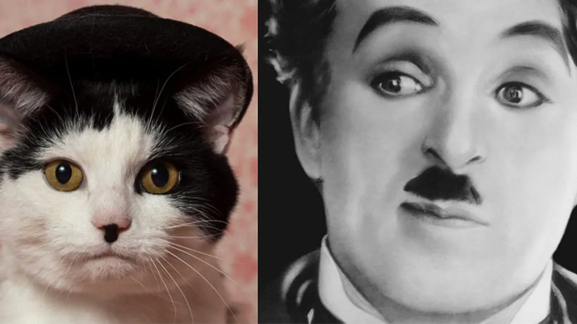 Asemănarea dintre această PISICĂ şi Charlie Chaplin este uimitoare