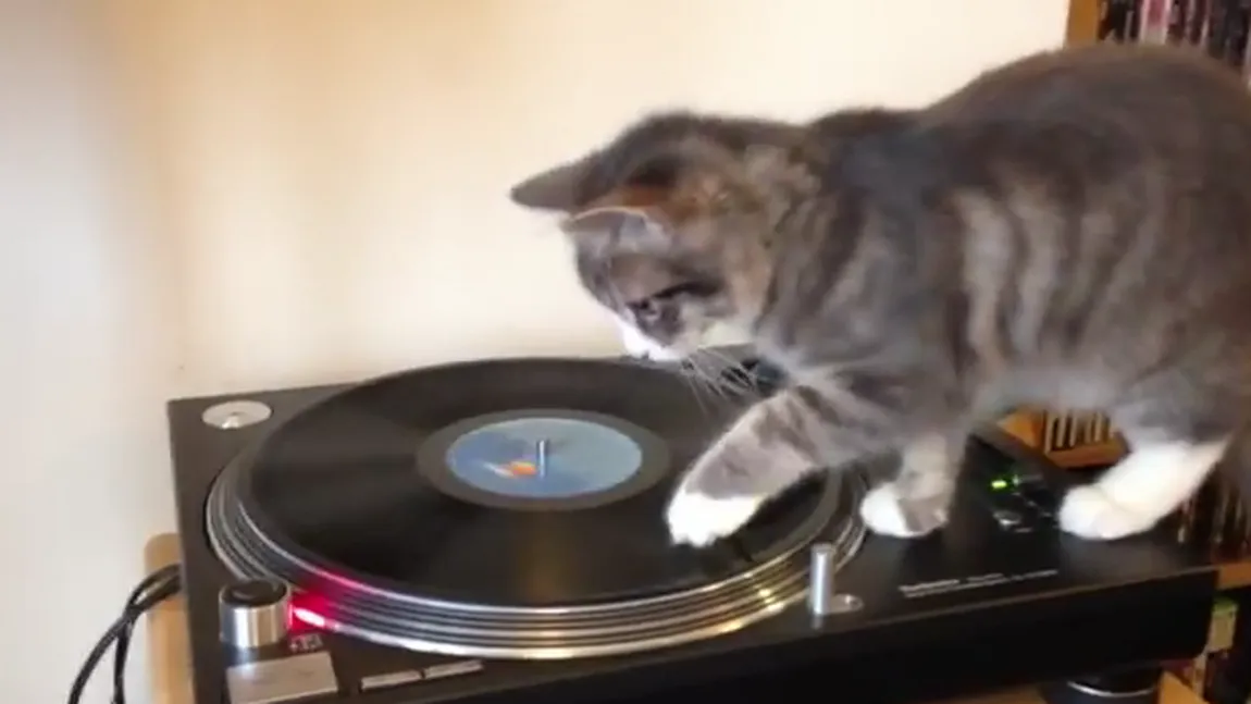 Pisica DJ: O felină care adoră muzica s-a apucat de mixat discuri VIDEO