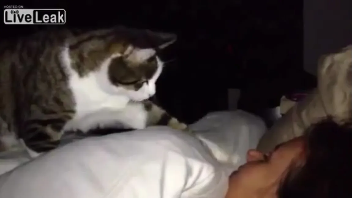 ADORABIL. Vezi ce face o pisică în timp ce stăpâna ei doarme VIDEO