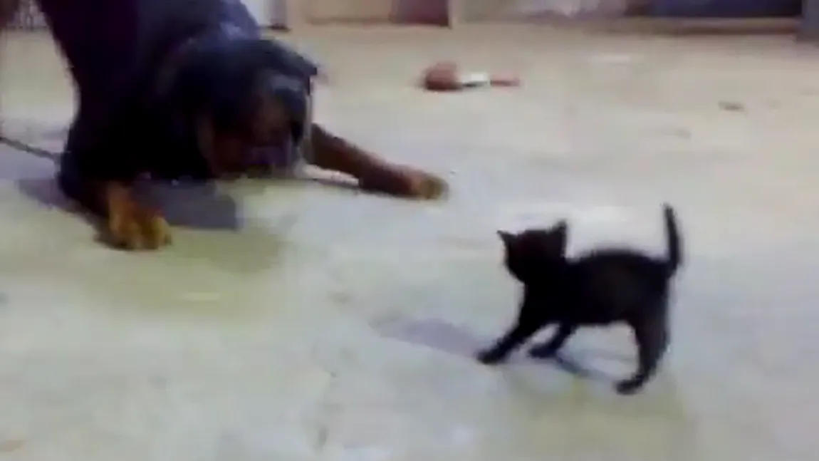 Un pisoiaş extrem de curajos: O mică felină înfruntă un rottweiler VIDEO