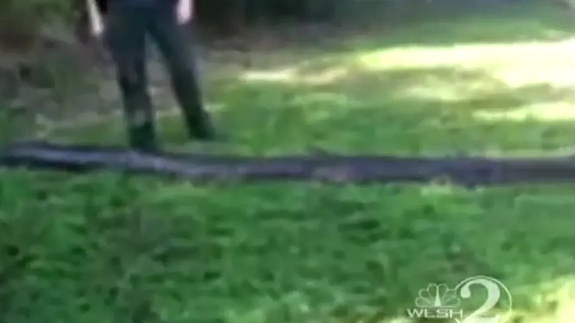 Musafir-surpriză într-o zonă de picnic din Florida: Un piton gigantic a dat buzna peste o familie