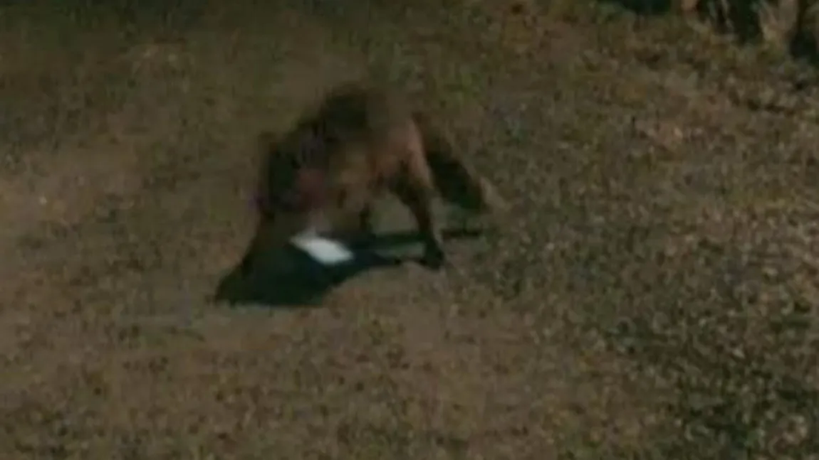 O vulpe a furat un telefon. A trimis şi un sms VIDEO