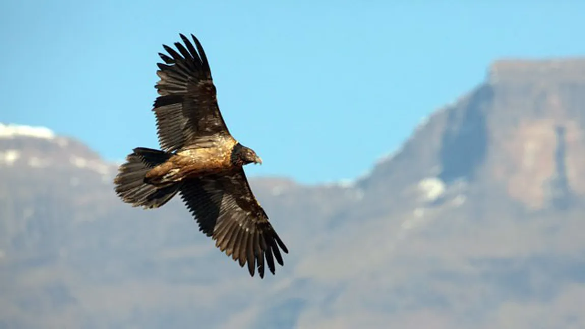 Un vultur prins în Sudan, acuzat de spionaj pentru Israel