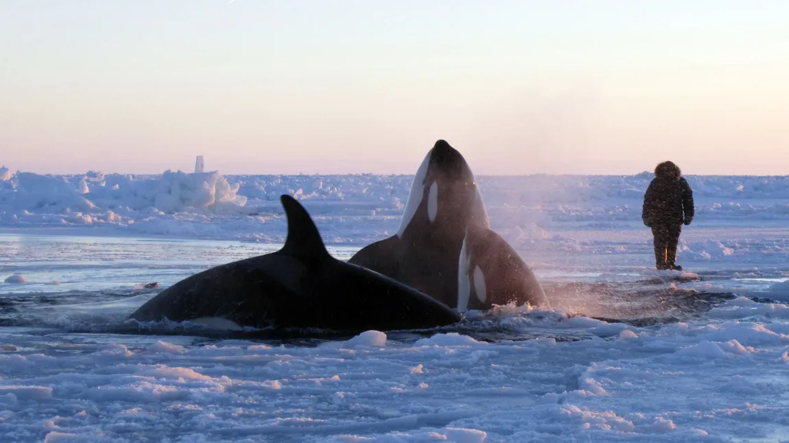Situaţie tragică: Mai multe balene ucigaşe, blocate sub apele îngheţate din Canada VIDEO