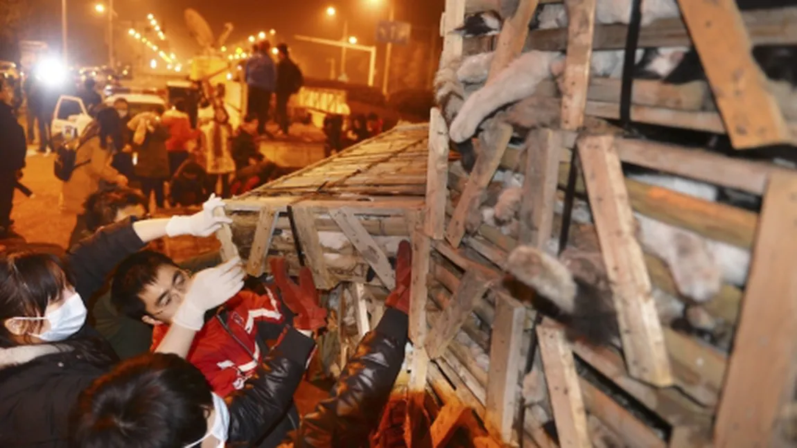 Un accident rutier a salvat 1.000 de pisici care ar fi fost mâncate de chinezi