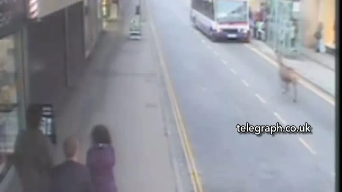 Scene inedite în Anglia: O căprioară aleargă pe străzile aglomerate ale unui oraş VIDEO