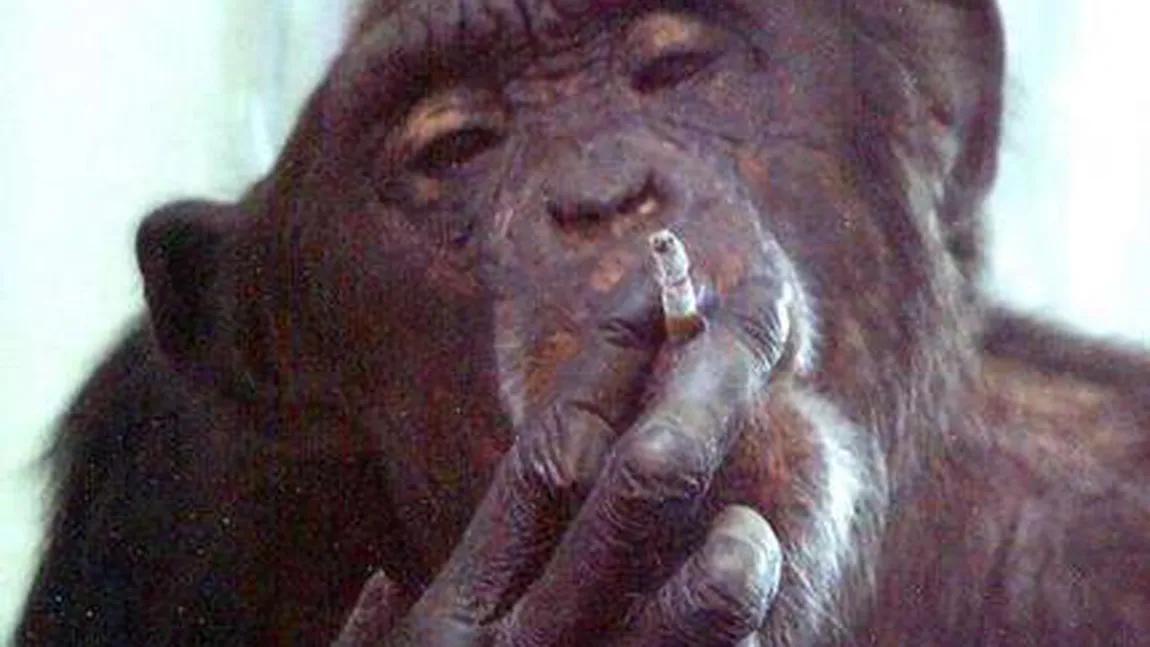 Animale care fumează GALERIE FOTO