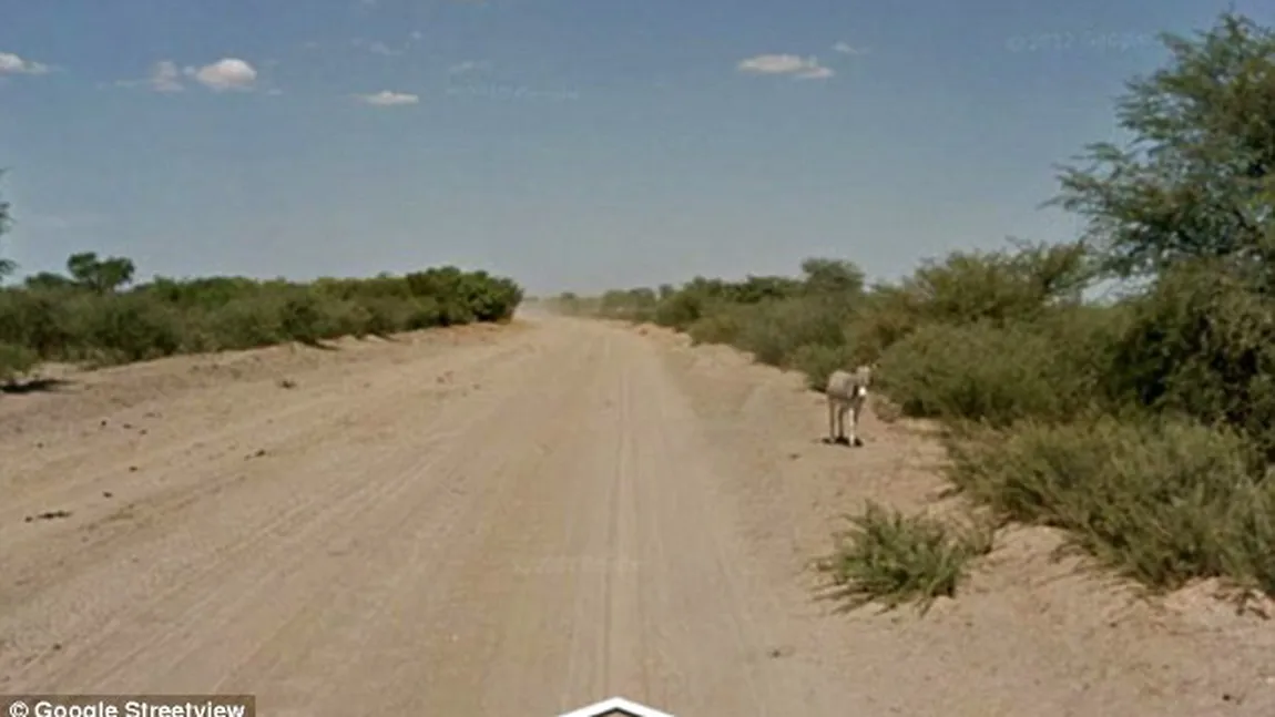 Imagini şocante pe Google Street View: Maşina Google pare să fi TRECUT peste un măgar