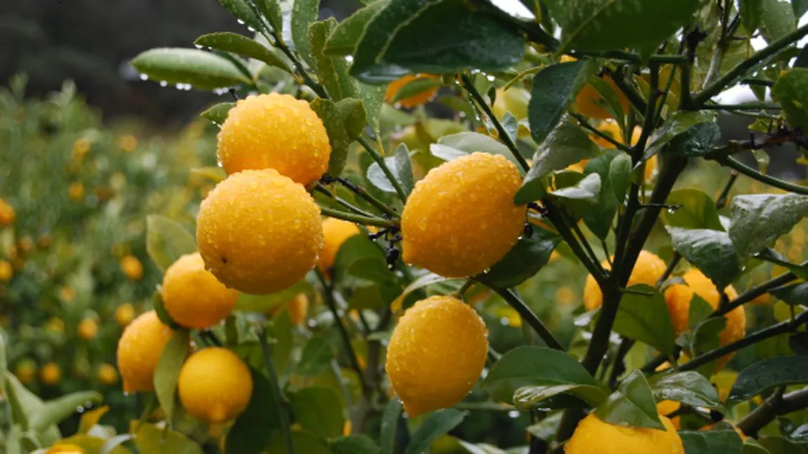 Lămâia dulce: Fructul delicios combinat cu mandarina FOTO