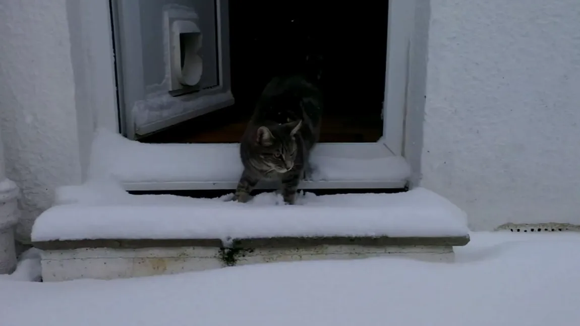 Reacţia unei pisici când iese prima oară în zăpadă VIDEO
