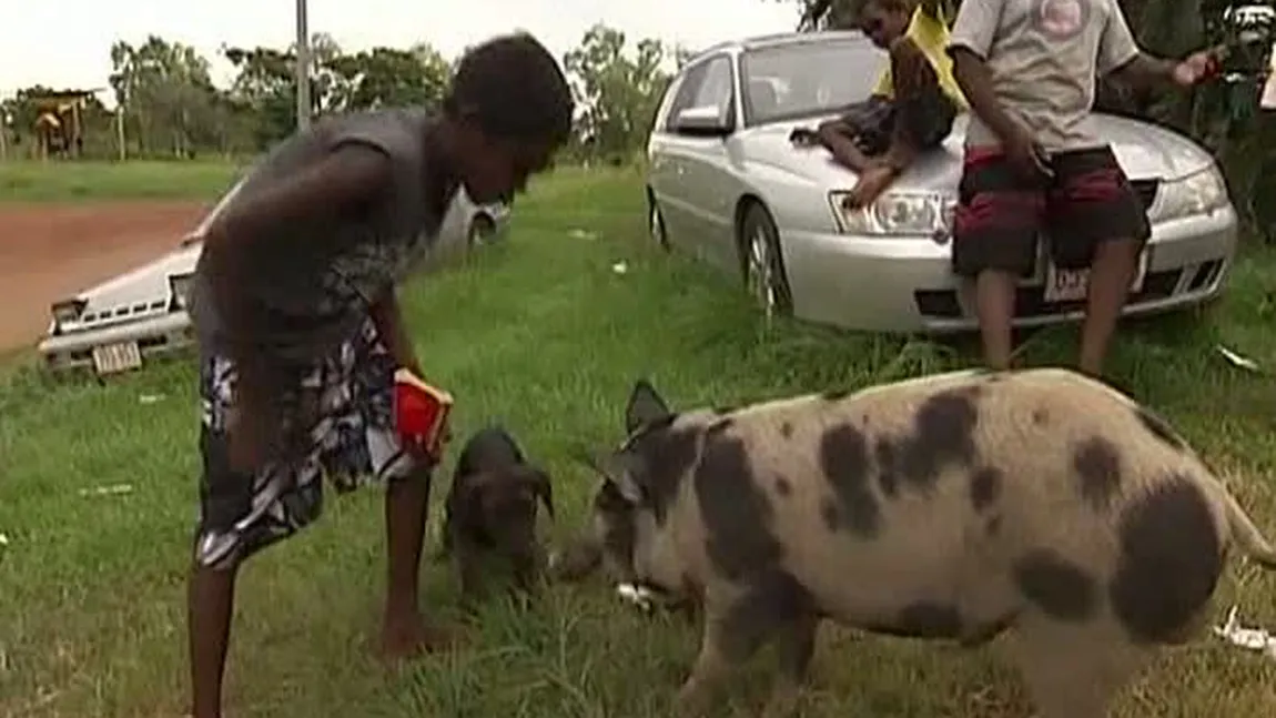 Porci vânaţi de poliţie în Australia VIDEO