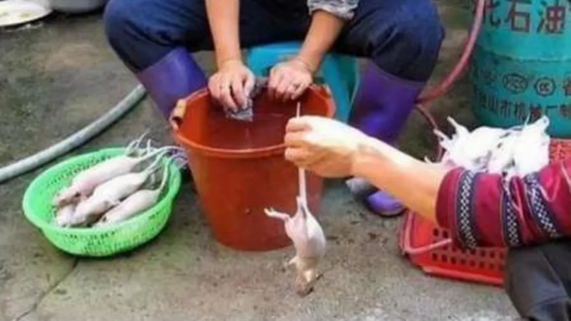 Mii de chinezi au mâncat şobolani crezând că este carne de porumbel VIDEO