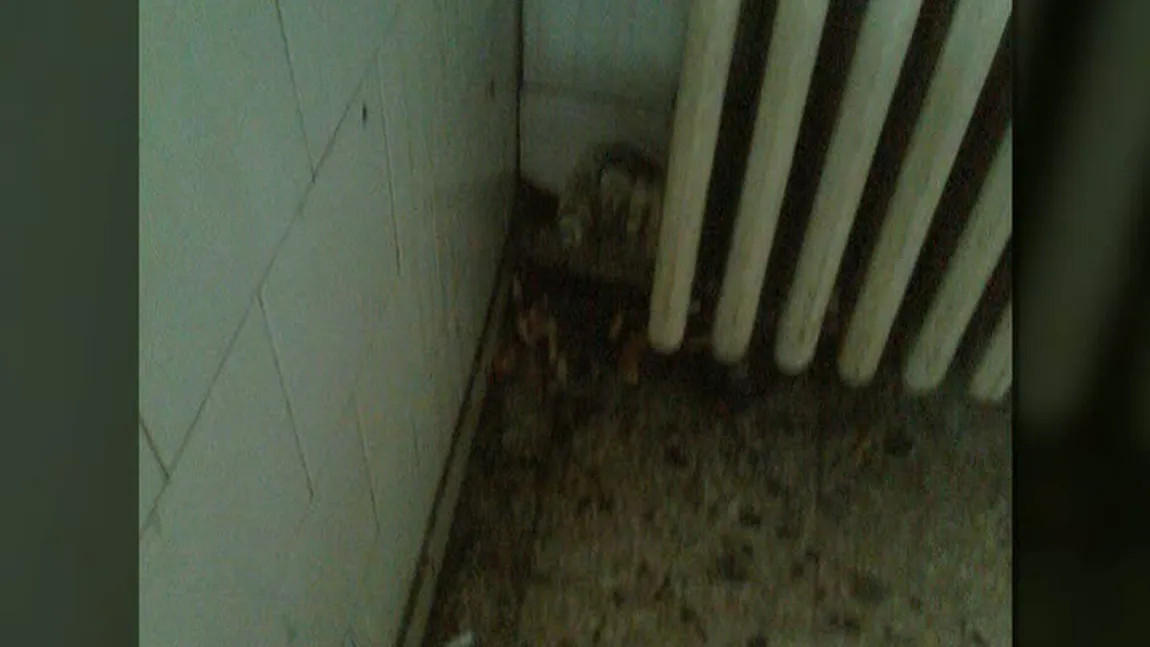 Spitalul groazei, la Slatina. Oamenii se tem să nu se îmbolnăvească mai rău VIDEO
