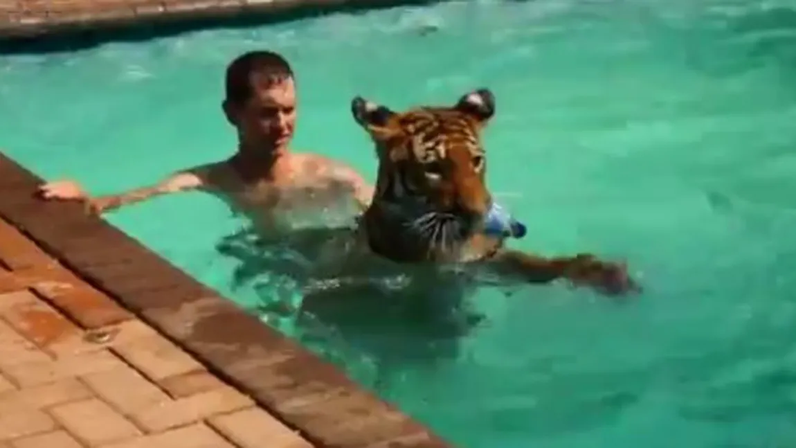 CURAJ NEBUN. Un tânăr înoată într-o piscină cu un tigru imens VIDEO